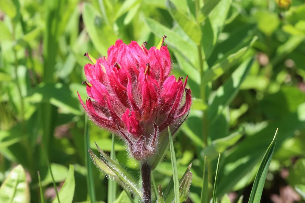 Castilleja Parviflora