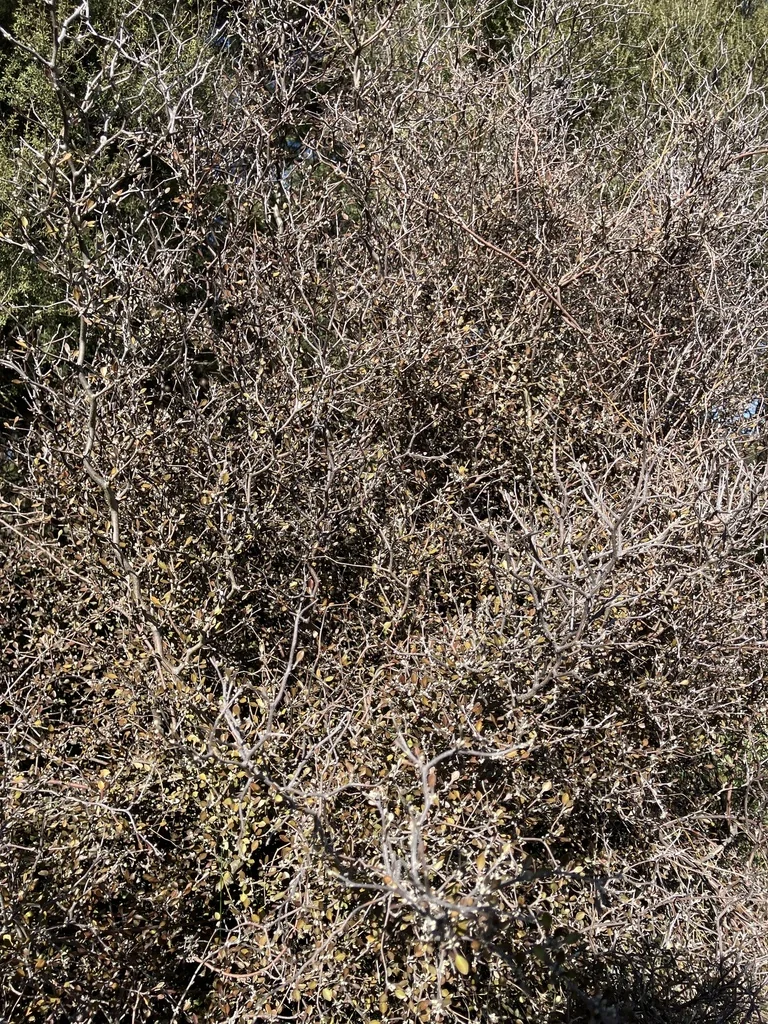 Corokia Cotoneaster