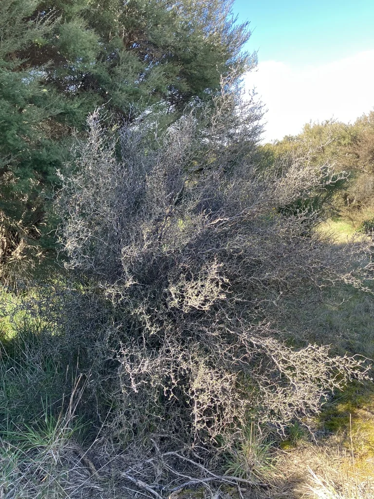 Corokia Cotoneaster