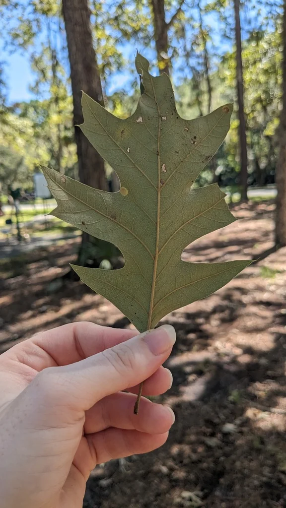 Quercus Pagoda