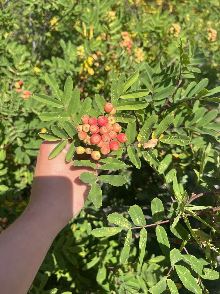 Sorbus Sitchensis