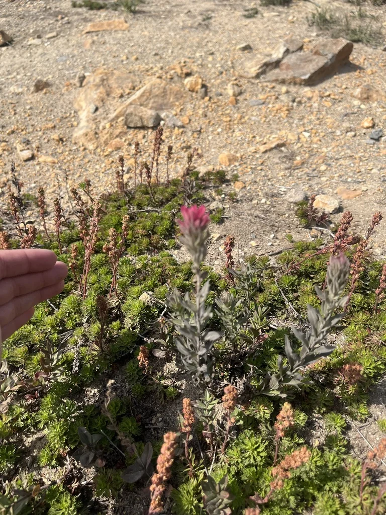 Castilleja Parviflora