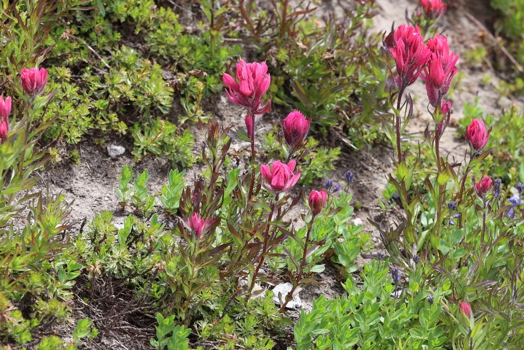 Castilleja Parviflora