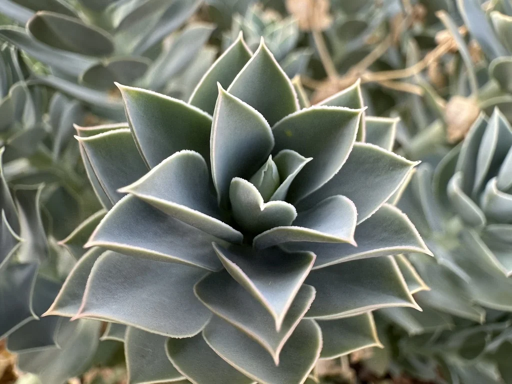 Euphorbia Myrsinites