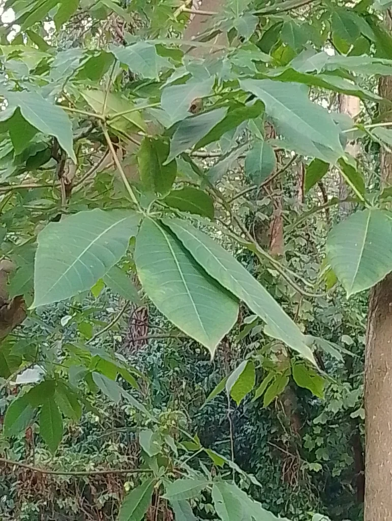 Aesculus Indica