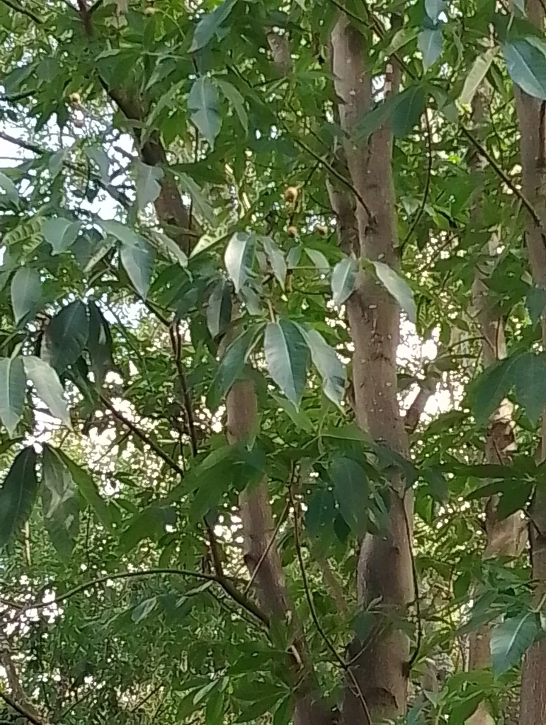 Aesculus Indica