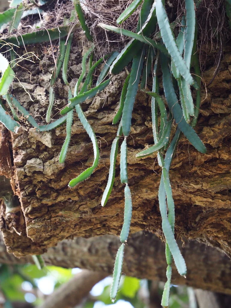 Hylocereus Undatus