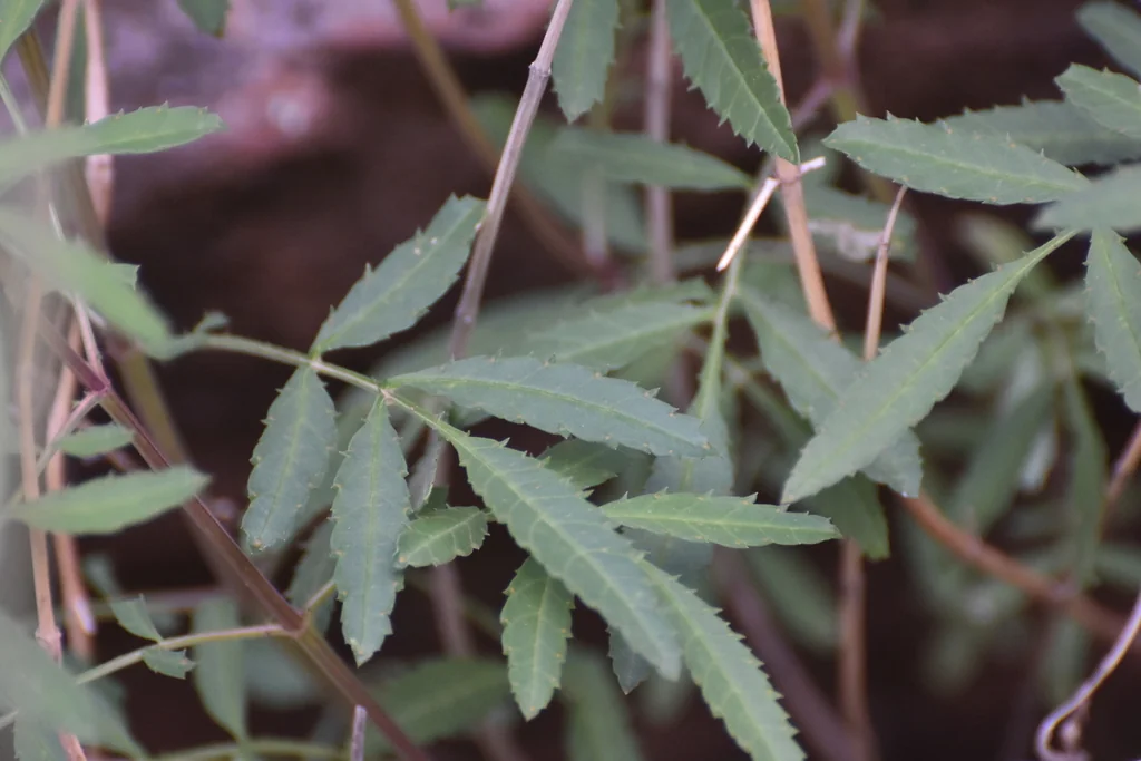 Tagetes Lemmonii