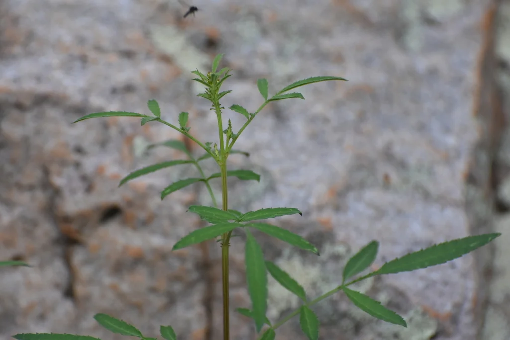 Tagetes Lemmonii