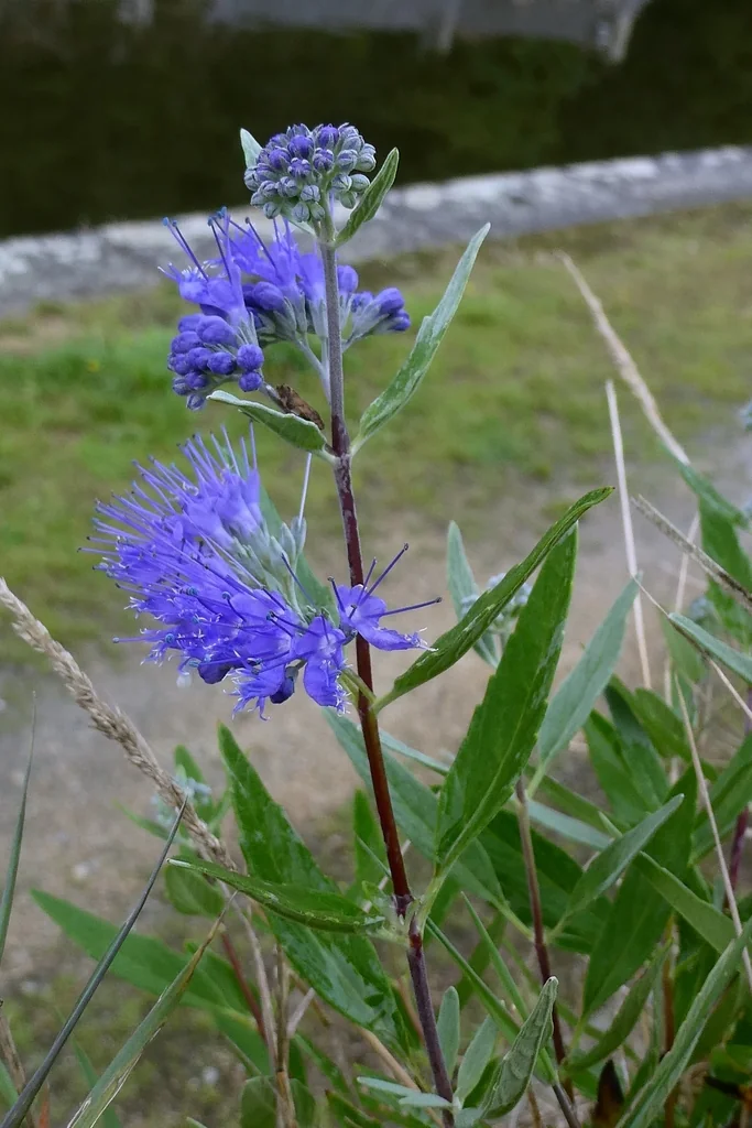 Caryopteris X Clandonensis