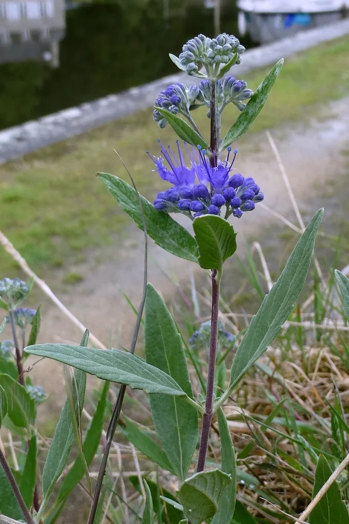 Caryopteris X Clandonensis