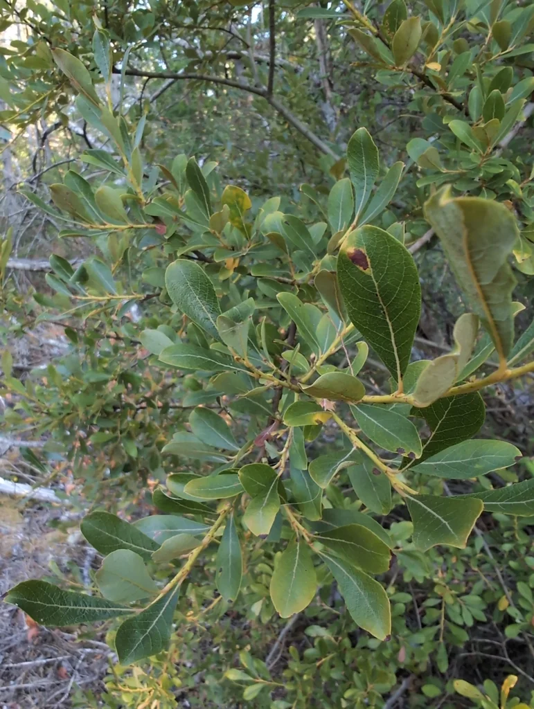 Salix Scouleriana