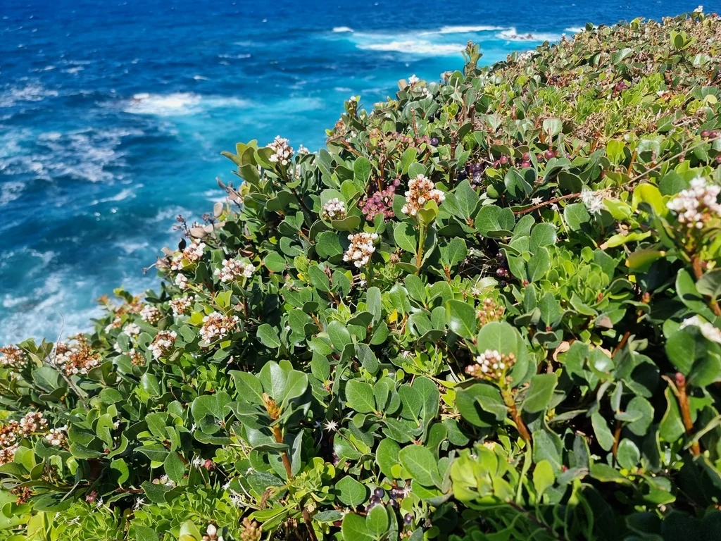 Rhaphiolepis Umbellata