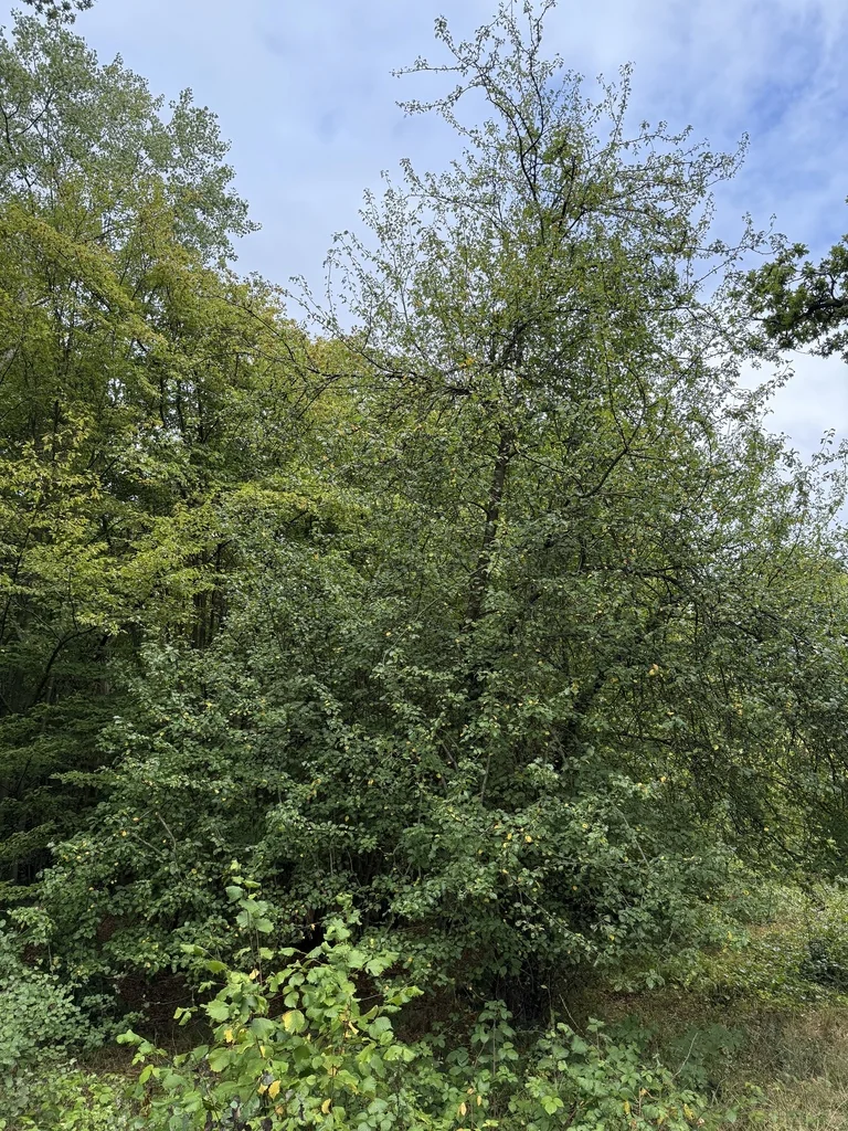 Malus Sylvestris