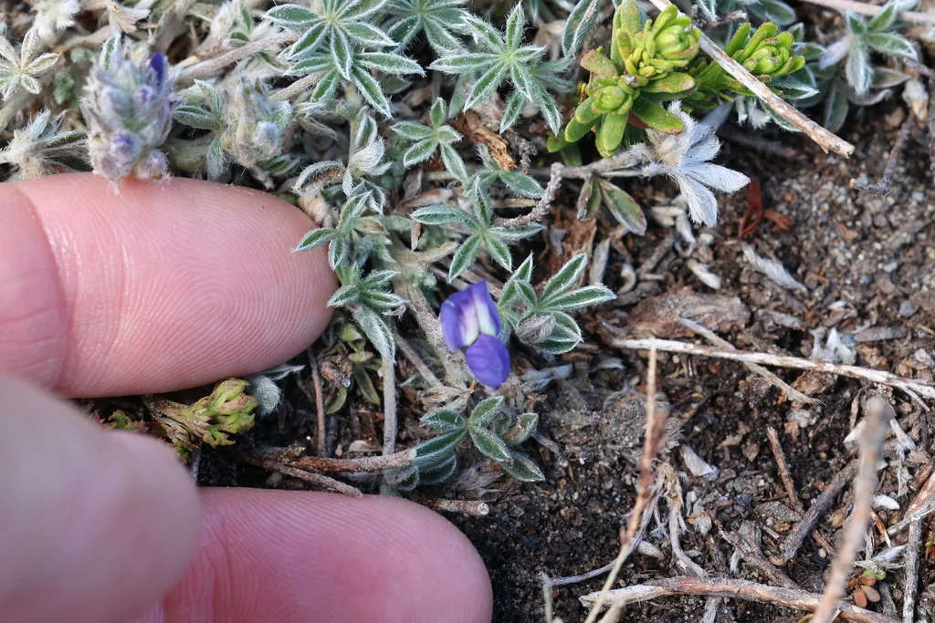 Lupinus Lepidus