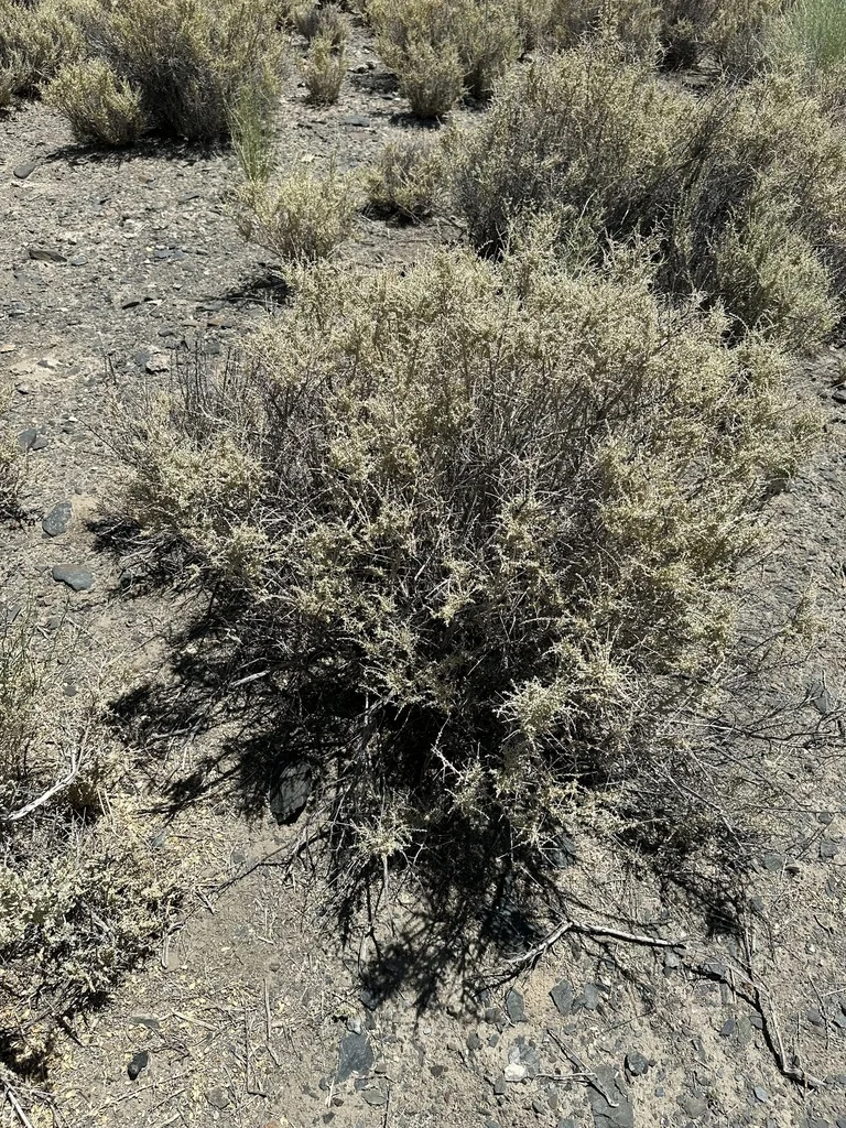 Atriplex Polycarpa