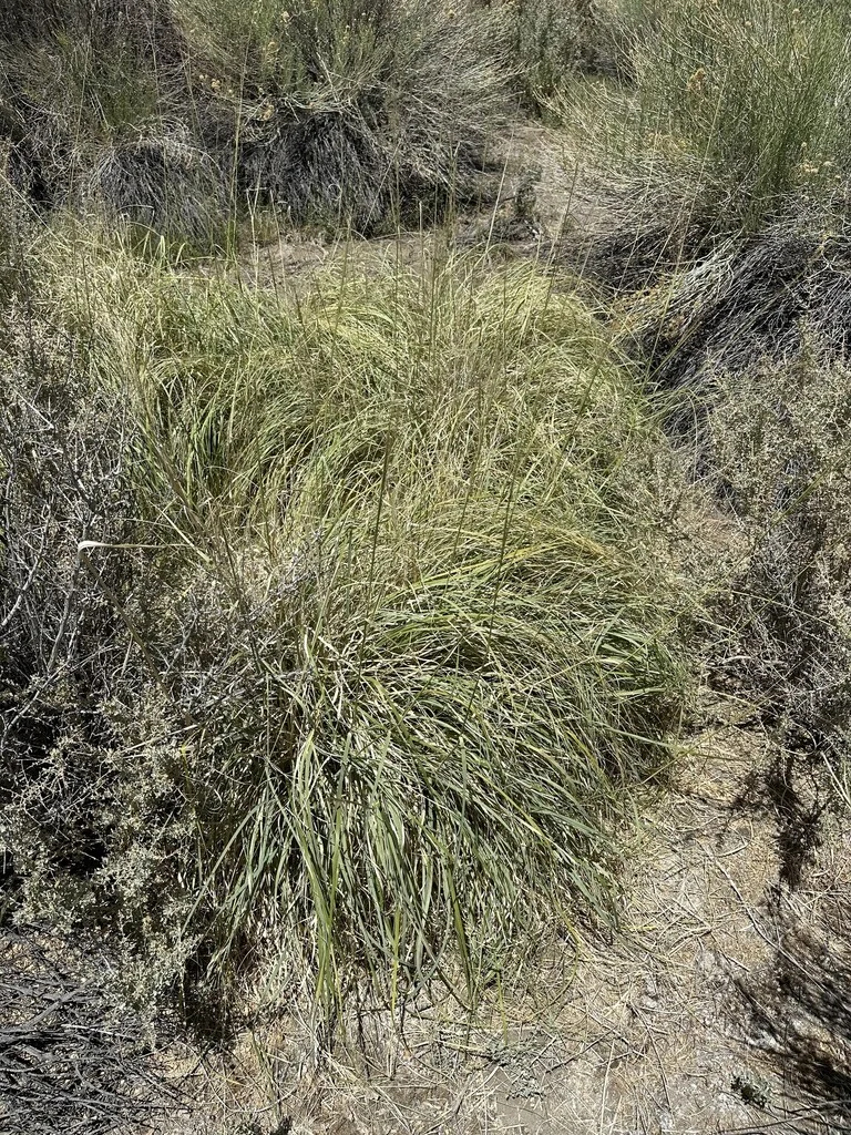 Sporobolus Airoides