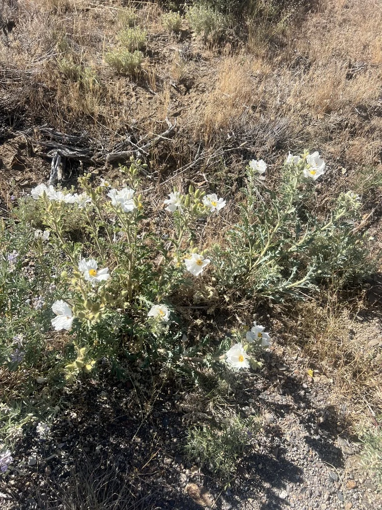 Argemone Munita
