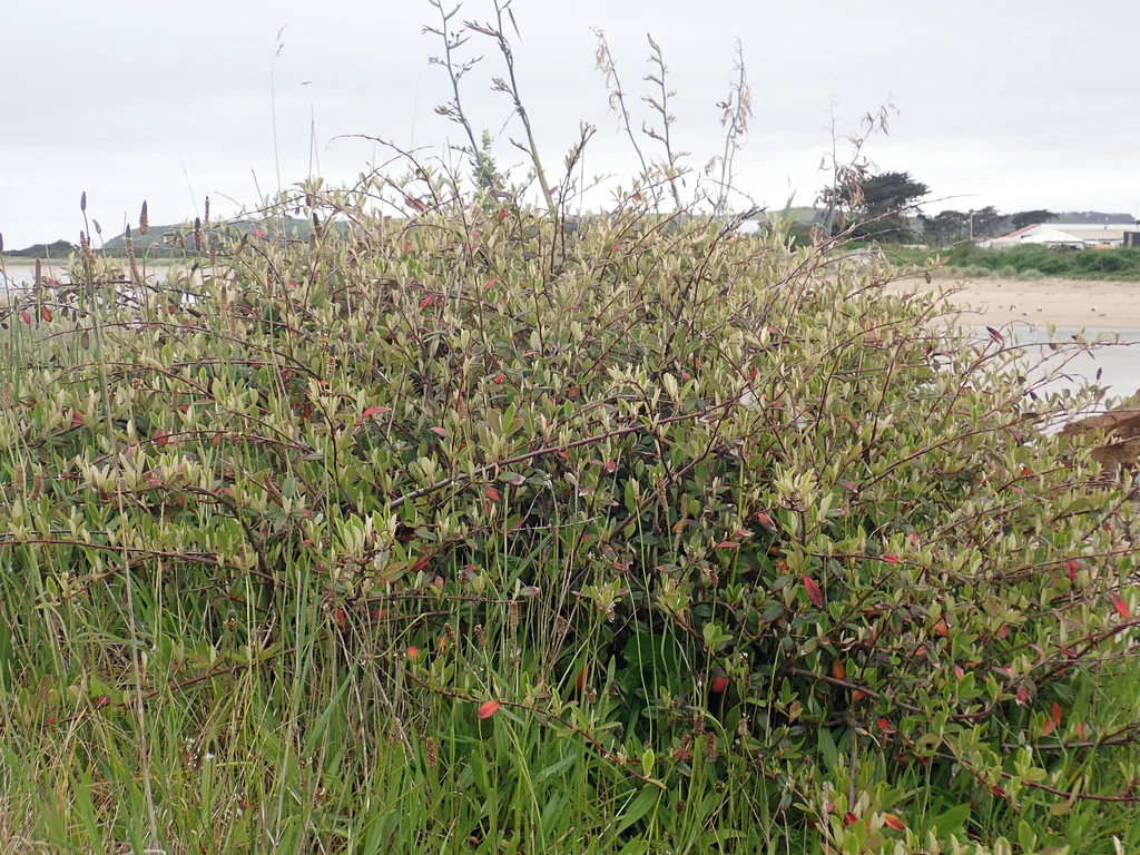 Cotoneaster Glaucophyllus