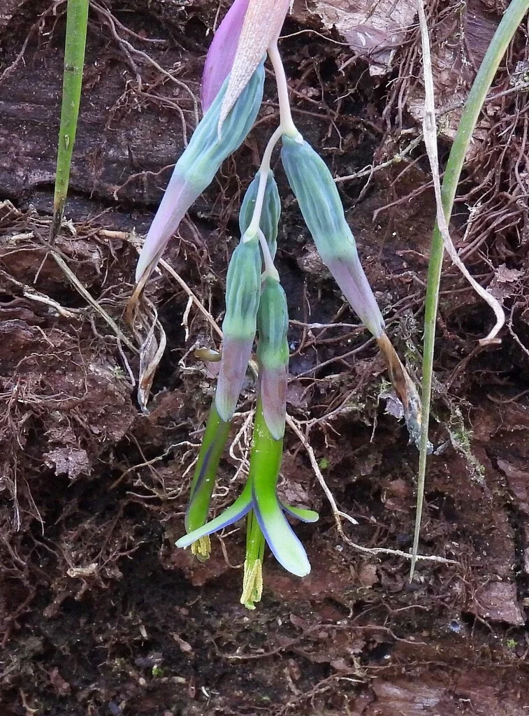 Billbergia Nutans