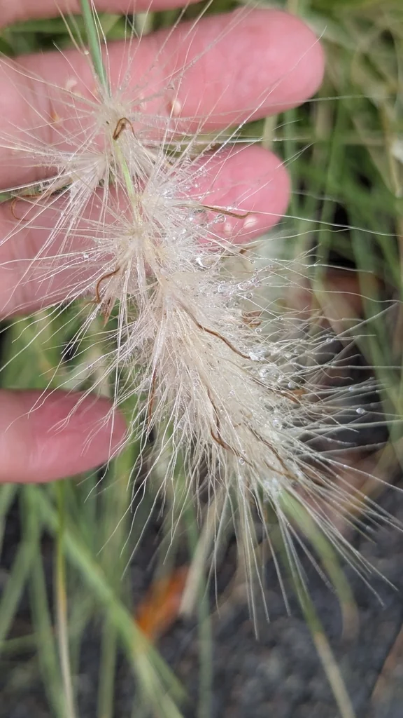 Pennisetum Villosum