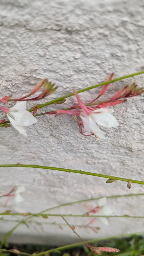 Oenothera lindheimeri