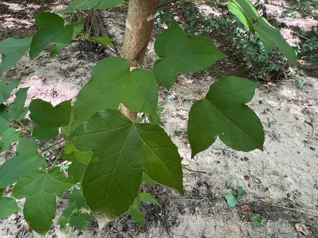 Liquidambar Formosana