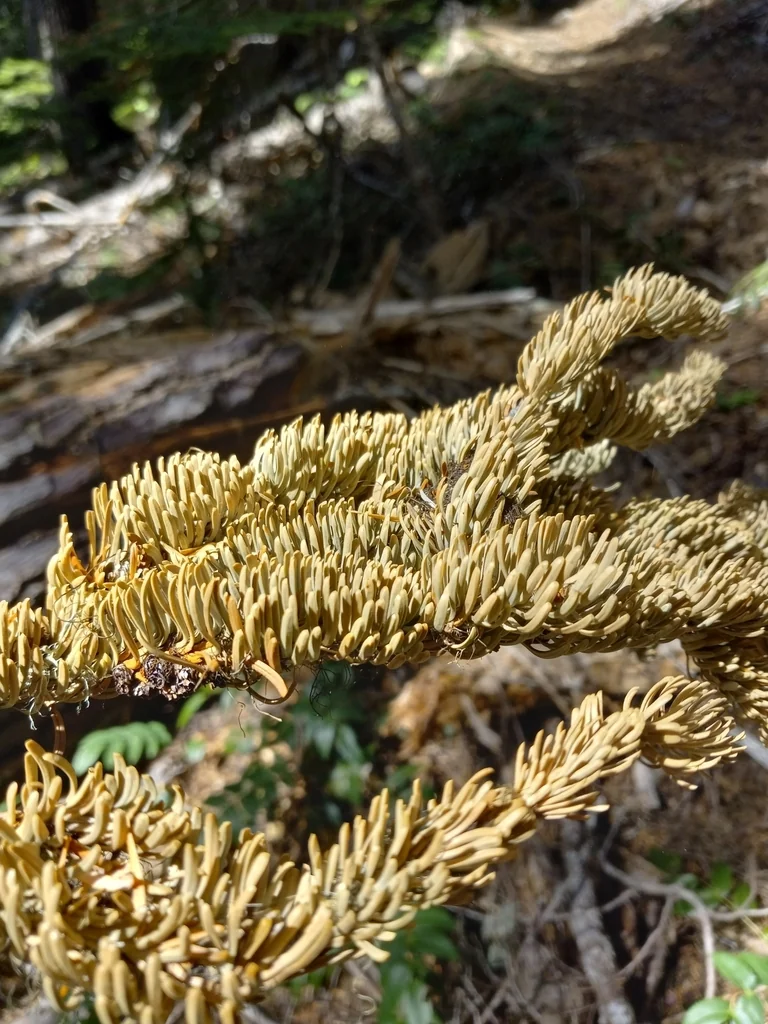 Abies Procera