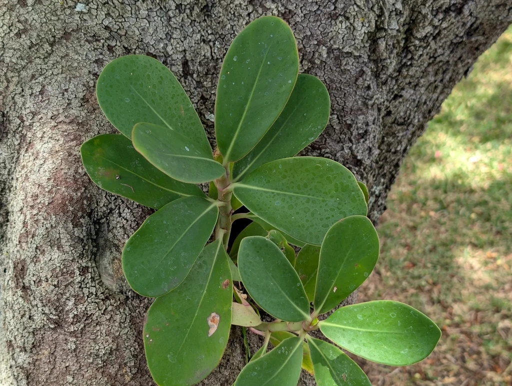Clusia rosea