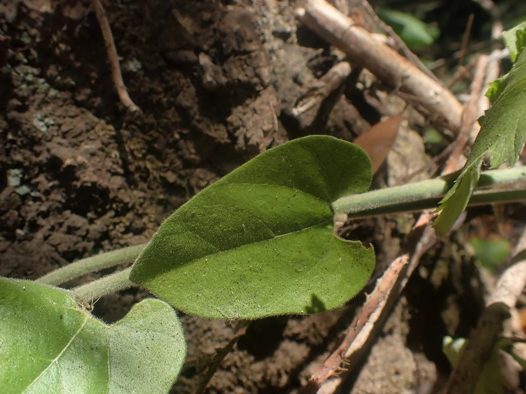 Aristolochia Californica