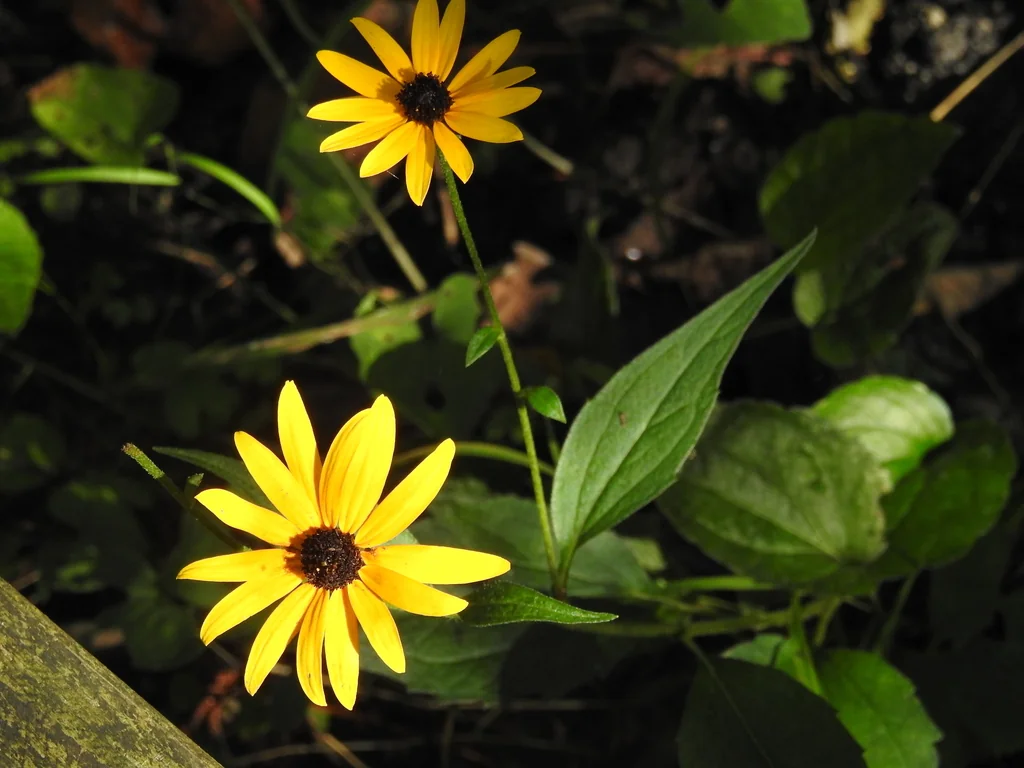 Rudbeckia Fulgida