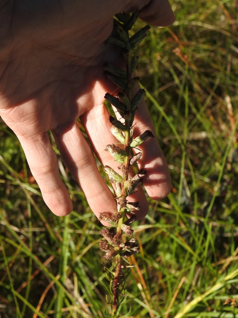 Liatris Spicata