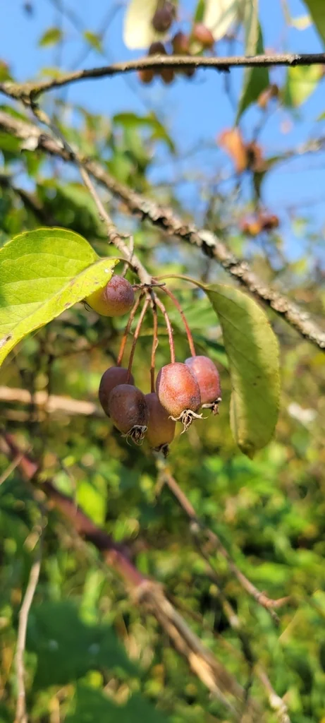 Malus Fusca