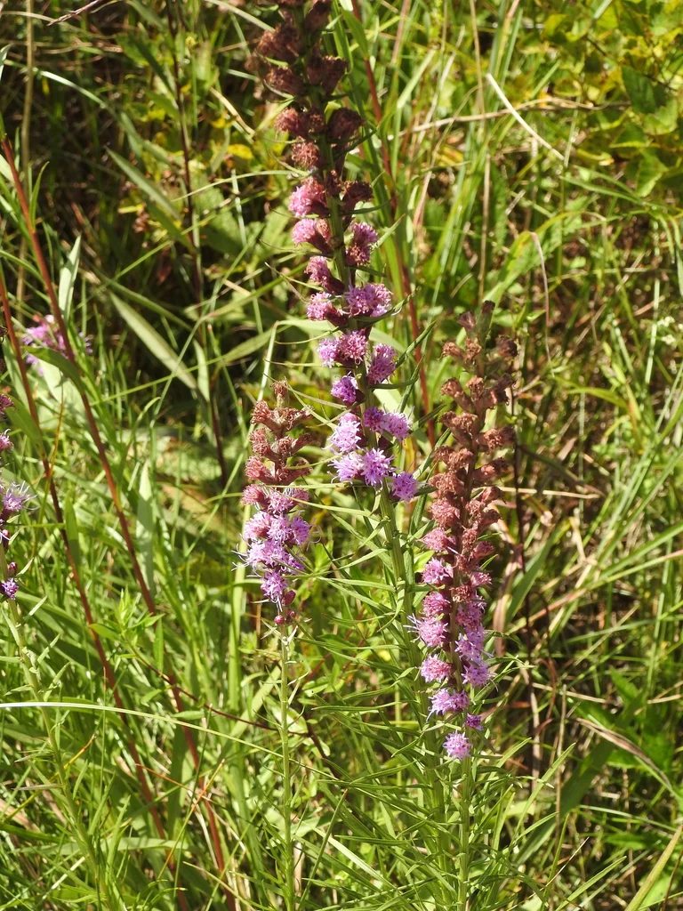 Liatris Spicata