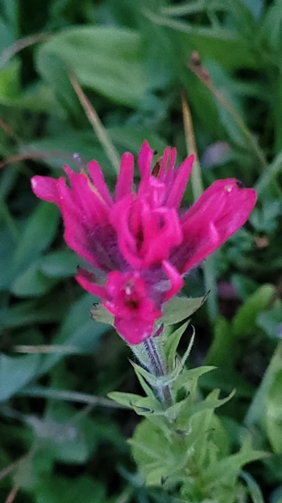 Castilleja Parviflora