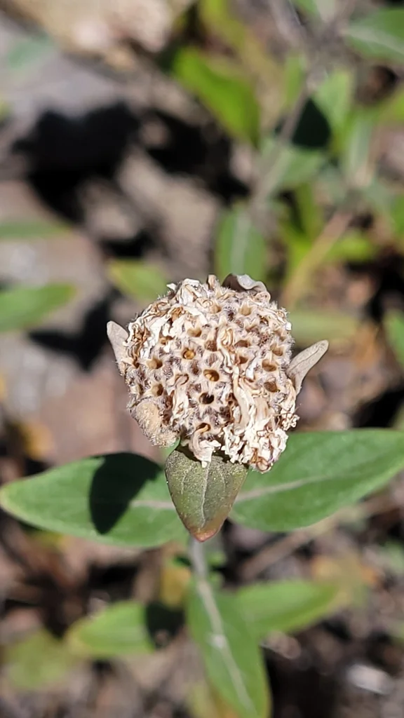 Monardella Odoratissima