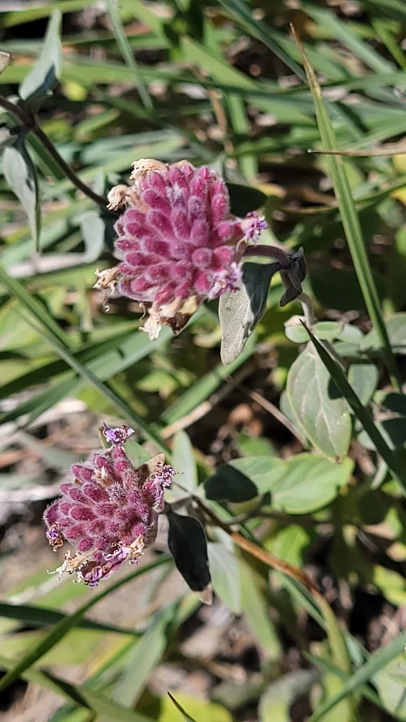 Monardella Odoratissima