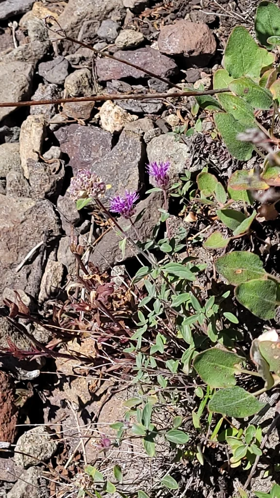 Monardella Odoratissima