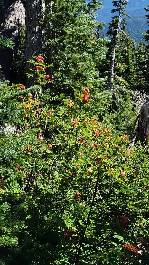 Sorbus Sitchensis