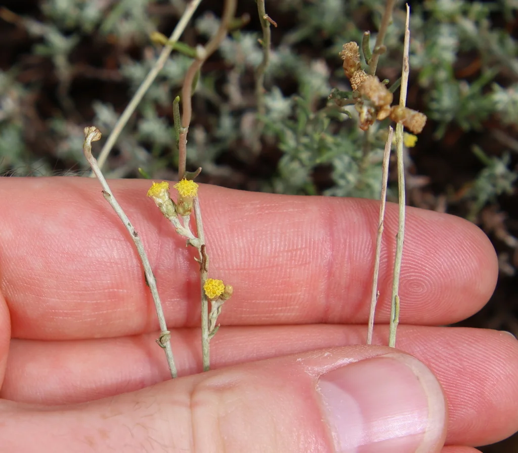 Helichrysum Italicum