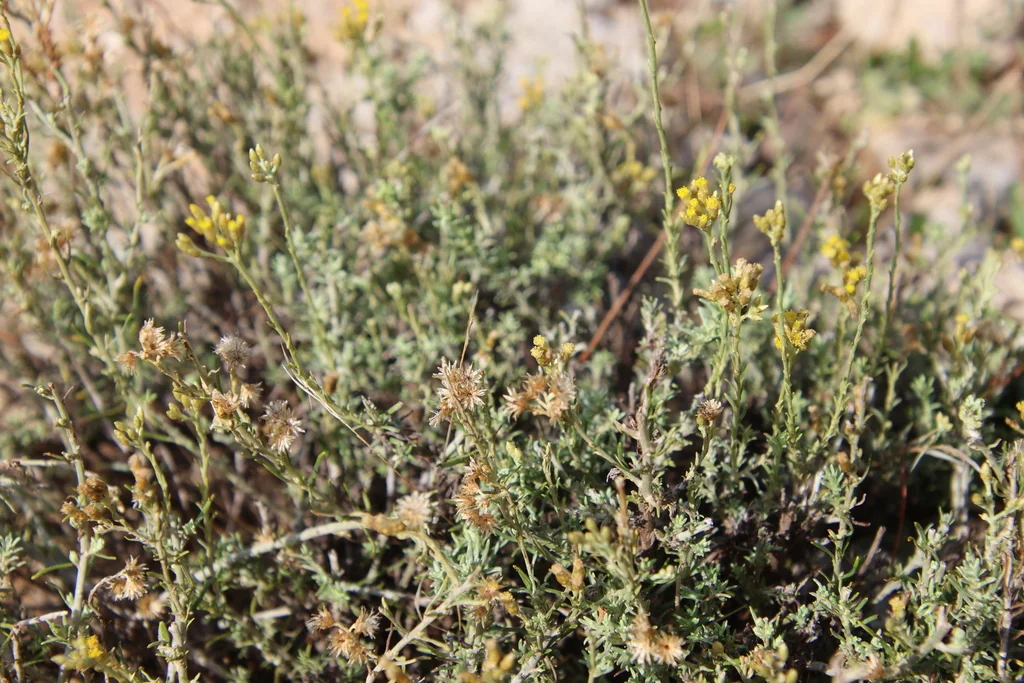 Helichrysum Italicum