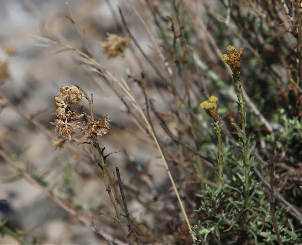 Helichrysum Italicum