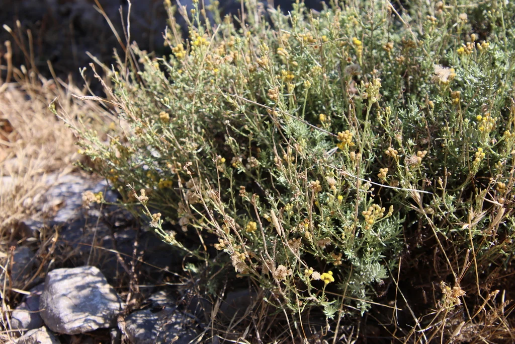 Helichrysum Italicum