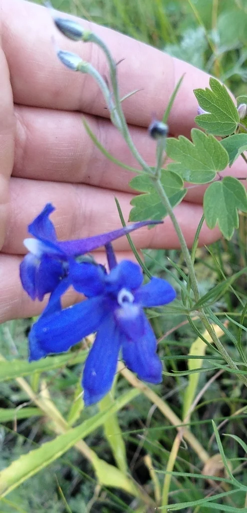 Delphinium Grandiflorum