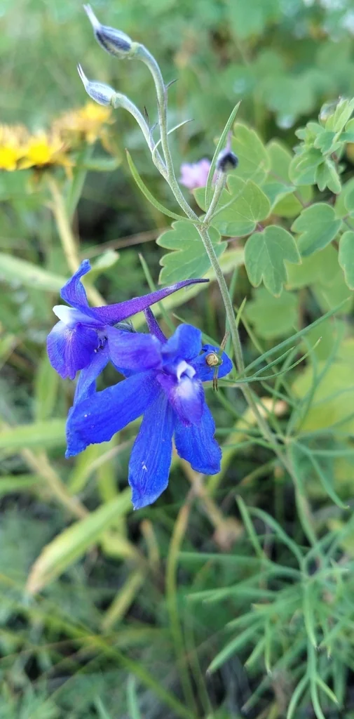 Delphinium Grandiflorum