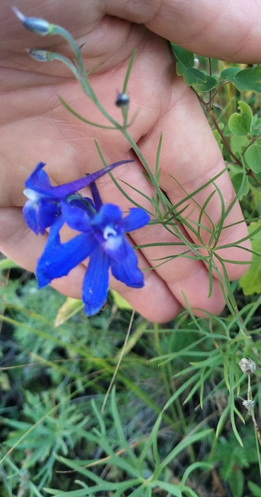 Delphinium Grandiflorum