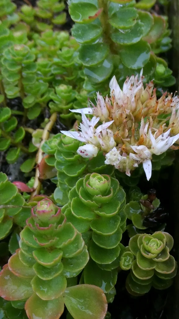 Sedum spurium