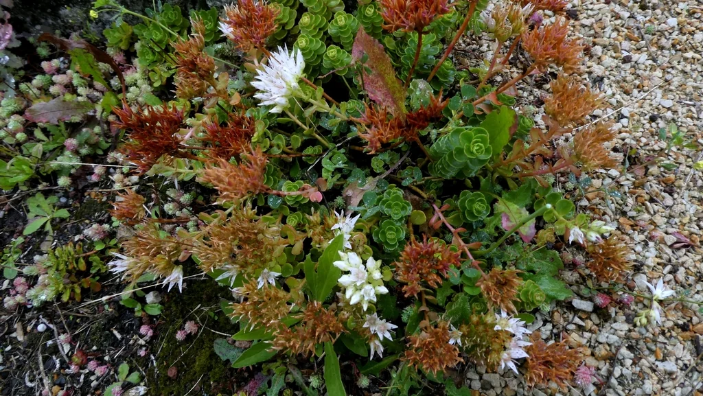 Sedum spurium