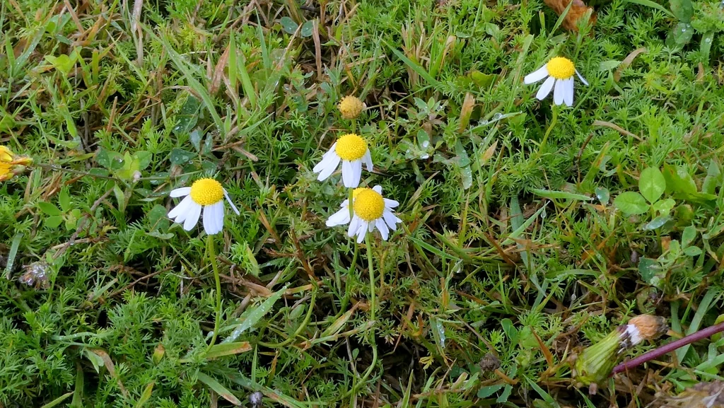 Chamaemelum Nobile