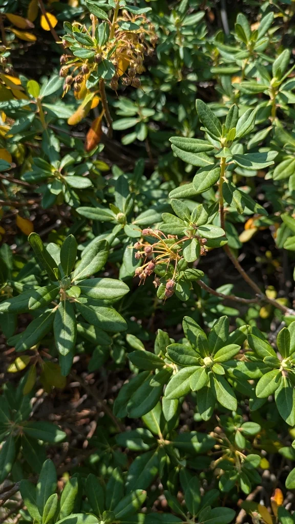 Rhododendron Columbianum
